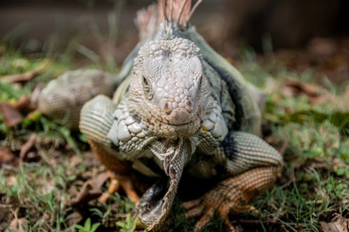 Δωρεάν στοκ φωτογραφιών με iguana, άγρια φύση, άγριος