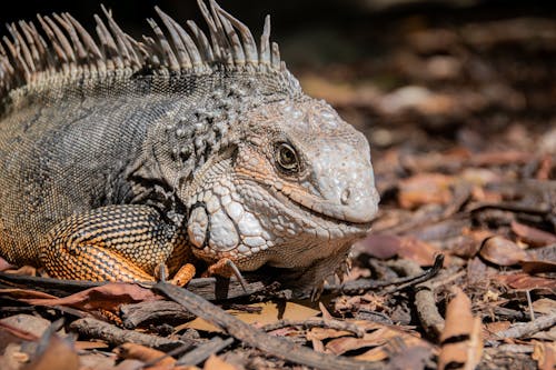 Δωρεάν στοκ φωτογραφιών με iguana, άγρια φύση, άγριος
