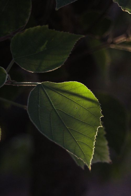 Free Detailed photo of sunlit green leaves with textured veins, emphasizing nature's beauty. Stock Photo