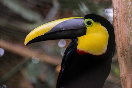 Free Vivid Captive Beauty: A tucan's vibrant plumage shines even in captivity, showcasing its exotic allure. The confined setting prompts reflection on the balance between admiration and the ca... Stock Photo