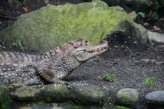 Caiman on Ground