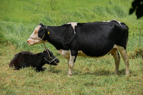 A Cow with a Calf on a Field 