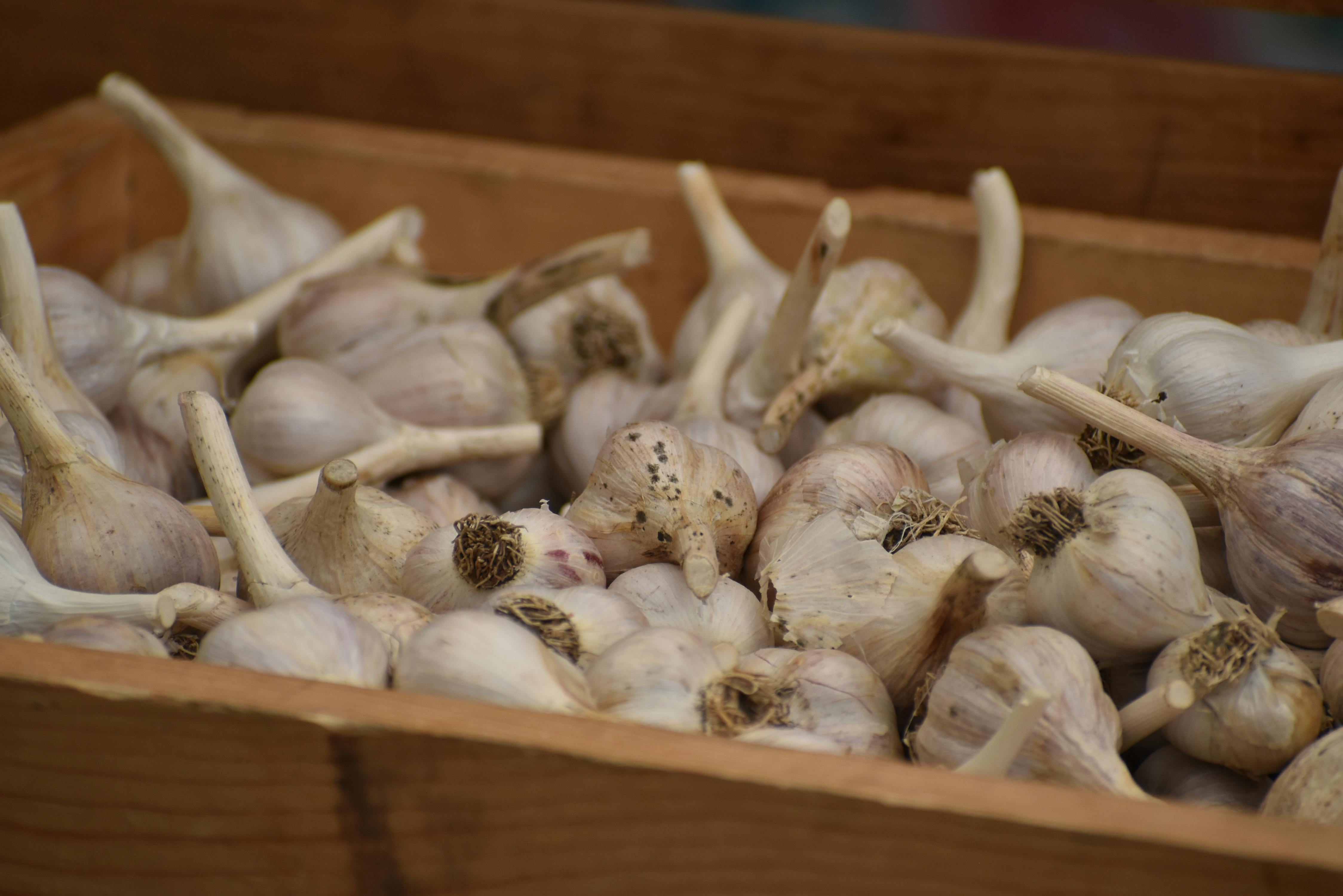 Free stock photo of garlic Stock Photo