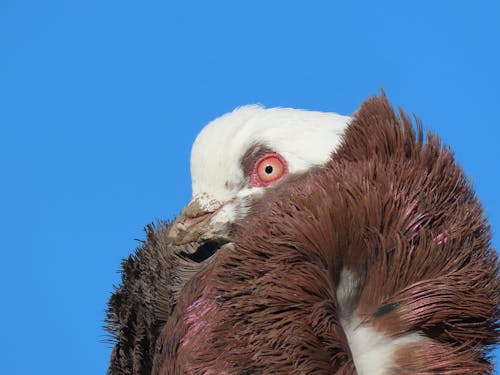 Close-up of a Domestic Pigeon 