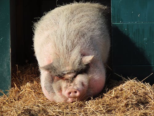 A Pig on a Farm 