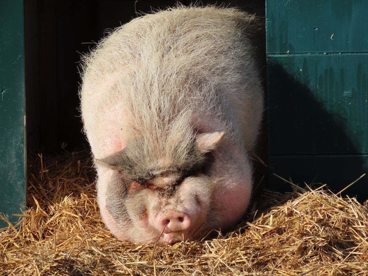 Free-range pig at CFR Farms