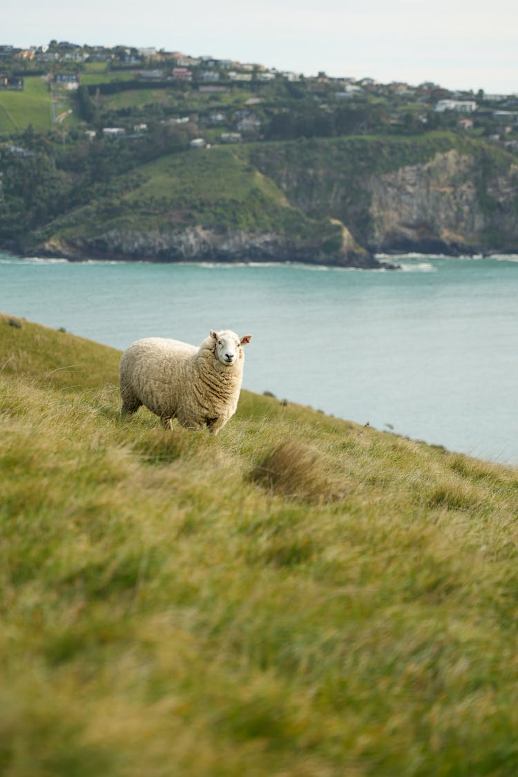 A Sheep On A Grass Field By The Water 