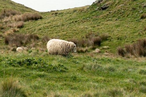 丘, 動物の写真, 羊の無料の写真素材