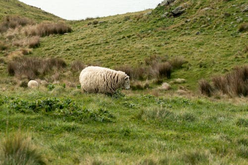 Sheep on Grassland