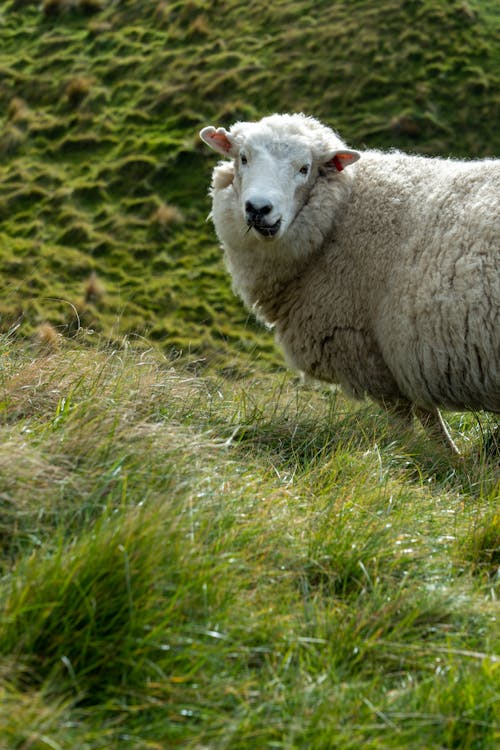 A Sheep Grazing on a Green Pasture