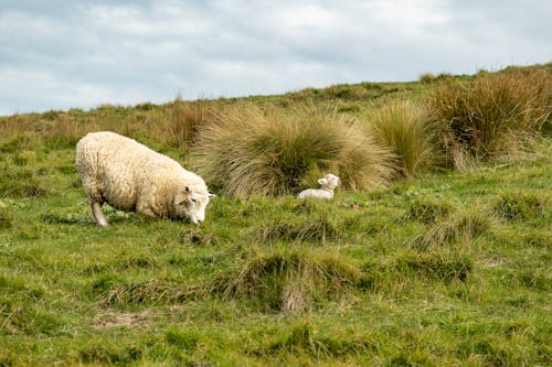 A Sheep and Lamb Grazing on a Green Pasture 
