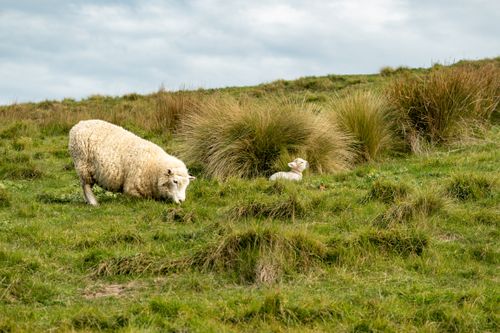 Free Scenic view of sheep and lamb grazing in lush Christchurch pasture, New Zealand. Stock Photo