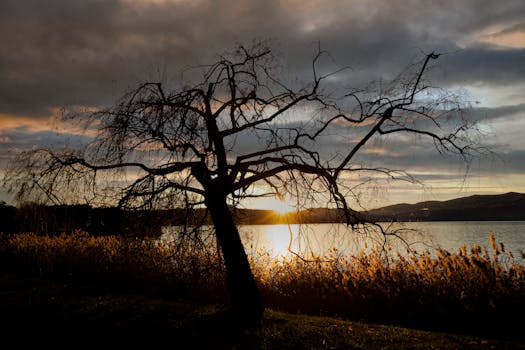 A tranquil scene of a silhouette of a leafless tree against a warm sunset over a body of water.