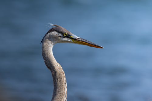 Close-up of a Great Blue Heron near a Body of Water 