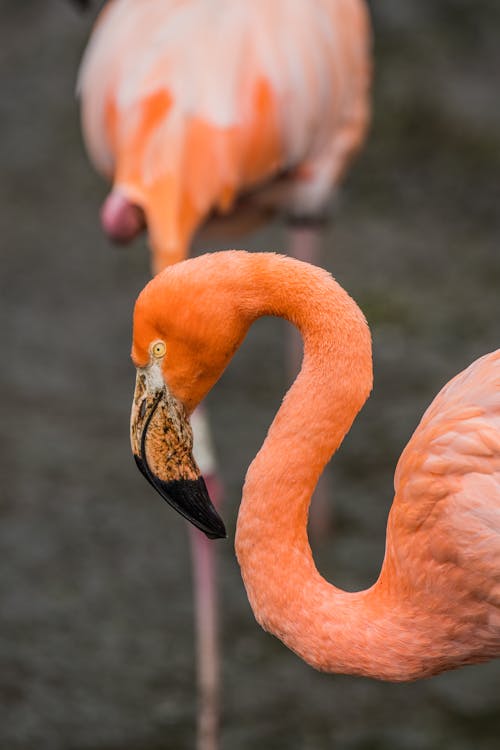 Close-up of Two Pink Flamingos 