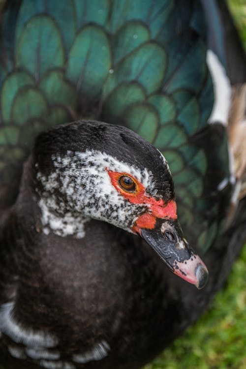 Close up of Duck