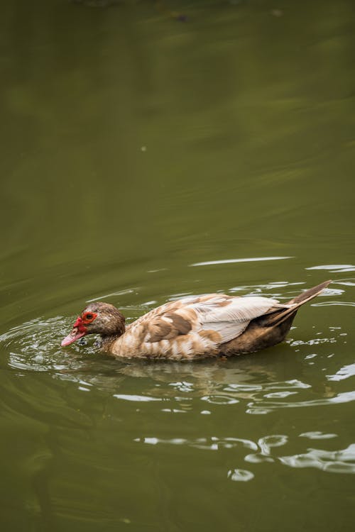 Foto profissional grátis de água, ave, fotografia animal