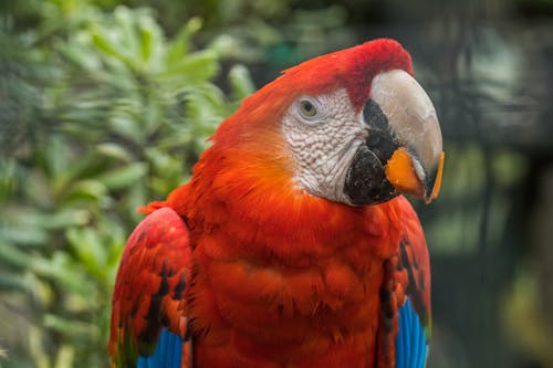 Red Macaw Bird