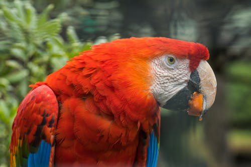 Close-up of a Scarlet Macaw
