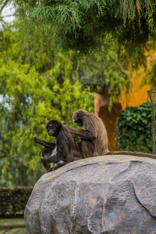 Monkeys Sitting on Rock