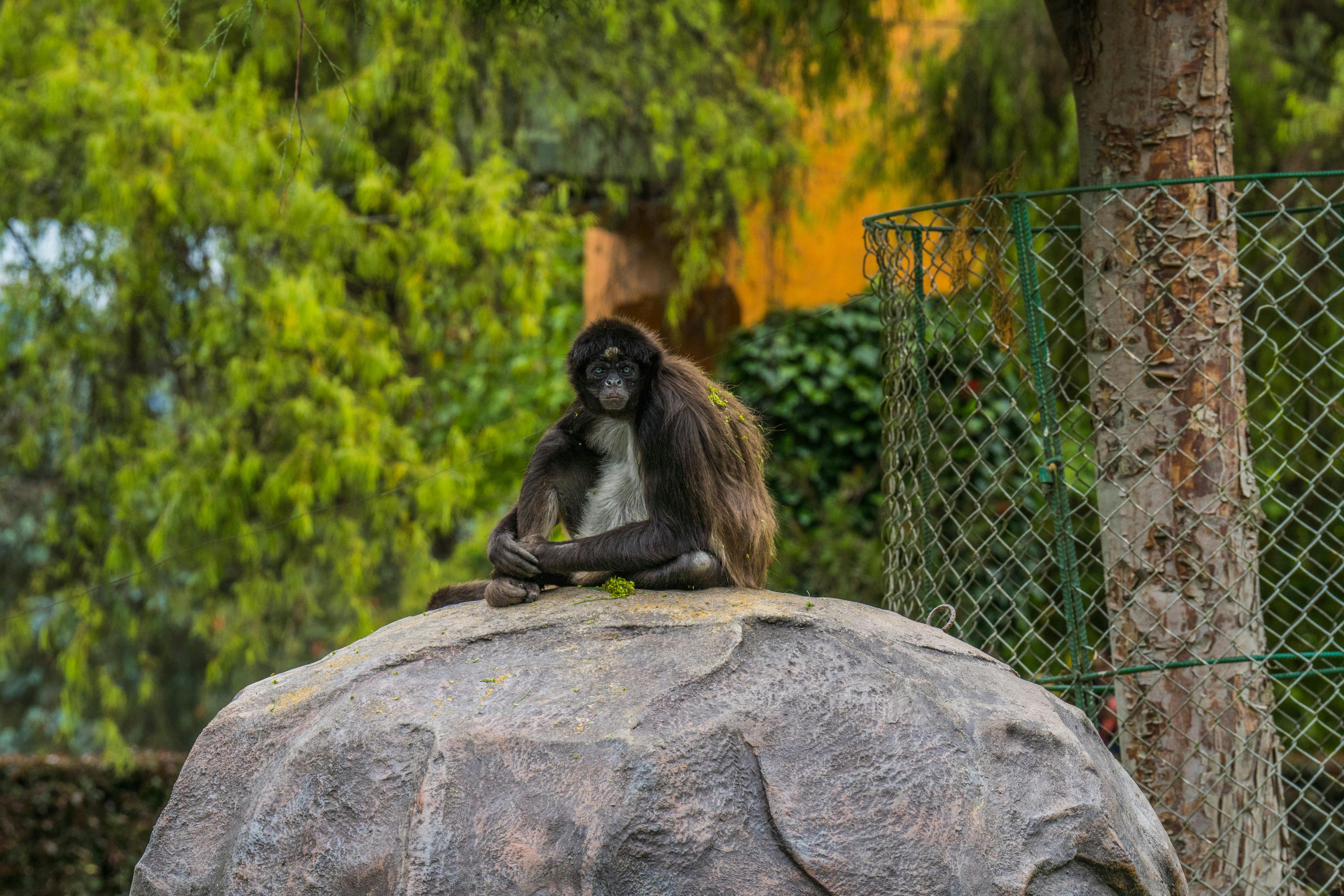 Spider monkey perched on rock inside a zoo enclosure in Sopo, Colombia.