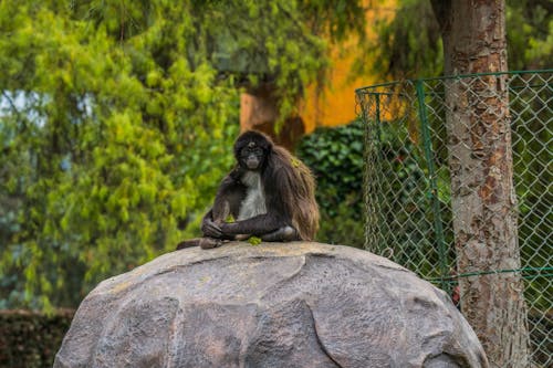 A Spider Monkey Sitting on a Rock 