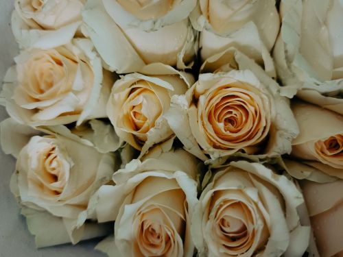 Free A close-up view of fresh white roses with dewy petals, showcasing their delicate beauty. Stock Photo