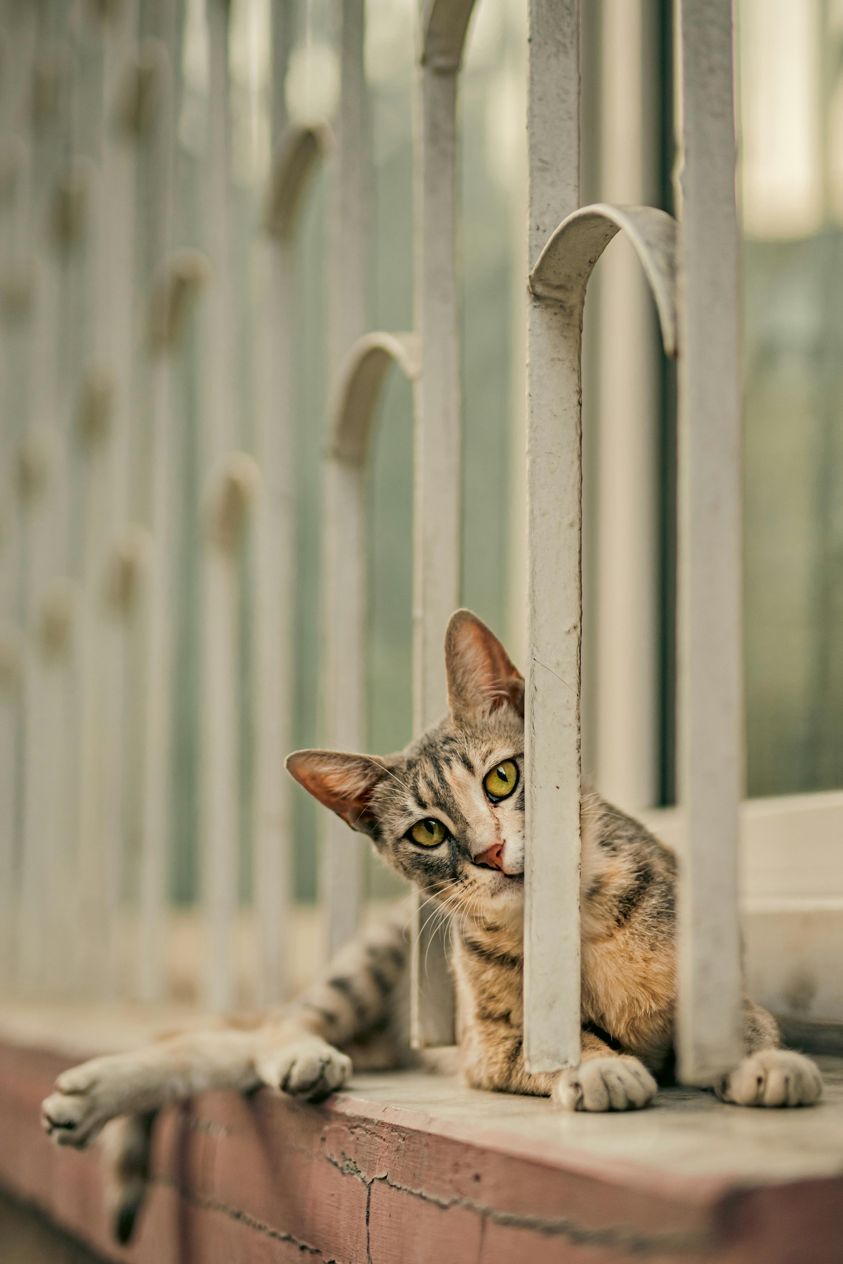 A curious tabby cat gazes through window bars, capturing a moment of feline intrigue.