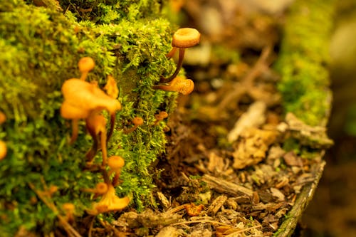 Close up of Small Mushrooms and Moss