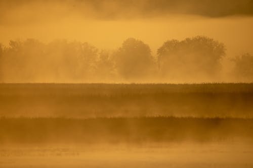View of a Marsh at Sunset in Fog