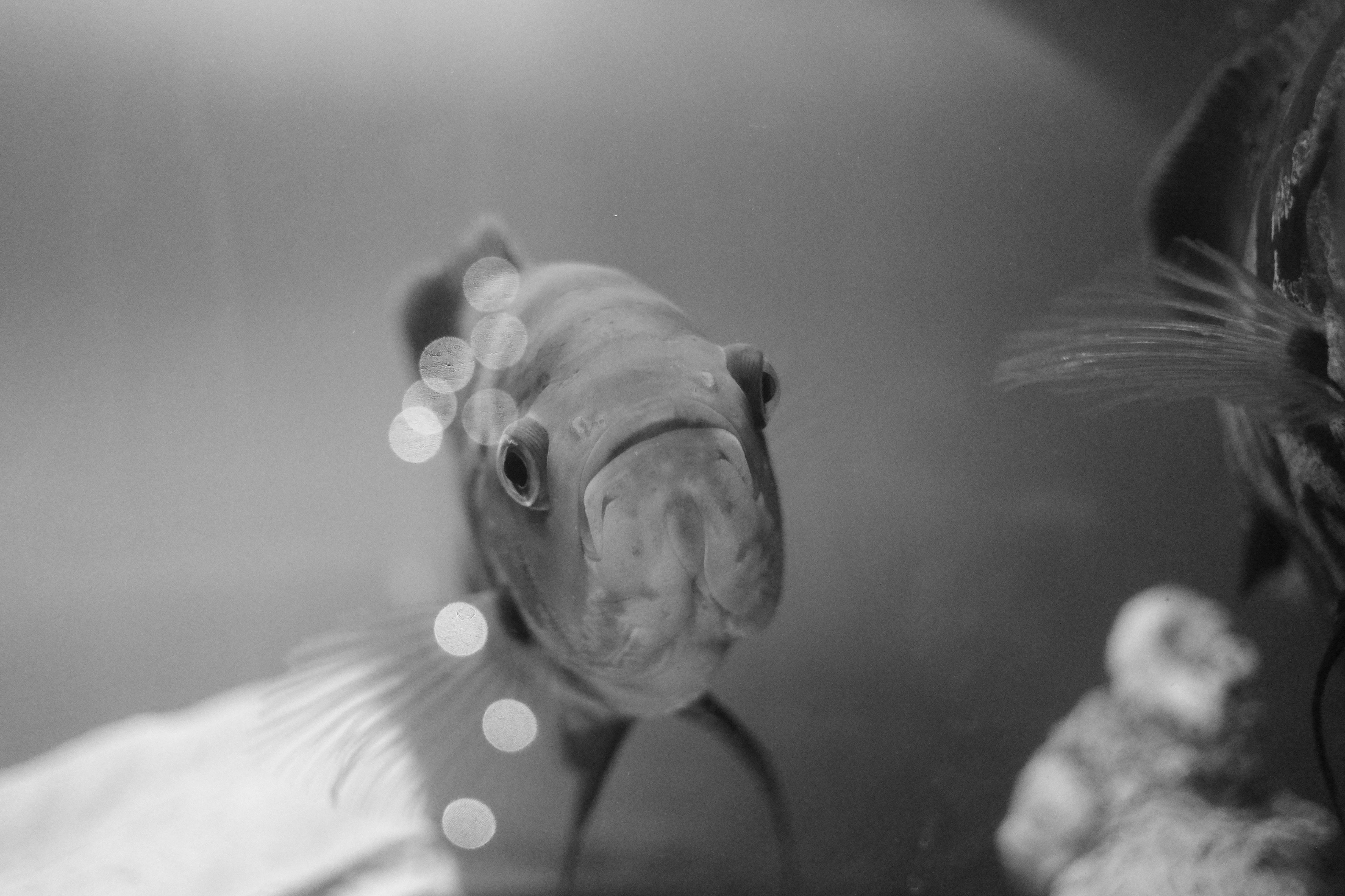 Free stock photo of black and white, cichlids, fish