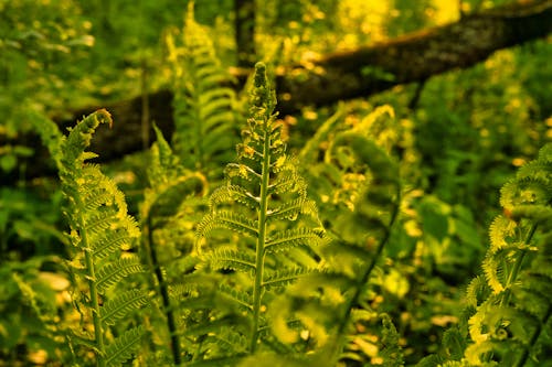 Close up of Green Fern Leaves