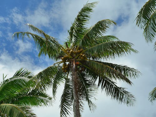 คลังภาพถ่ายฟรี ของ ต้นปาล์ม, ธรรมชาติ, พักร้อน