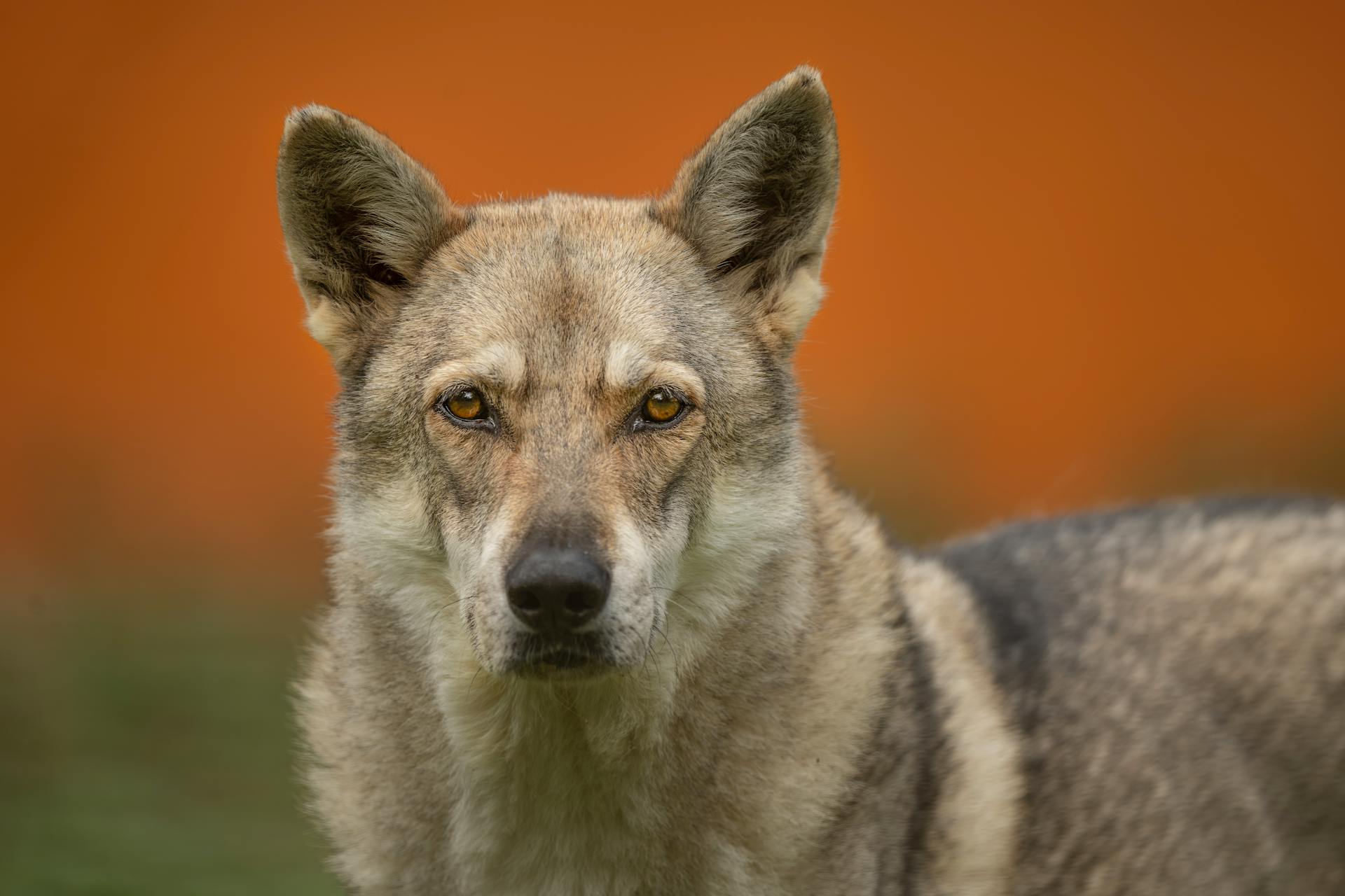 Portrait of Czechoslovakian Wolfdog