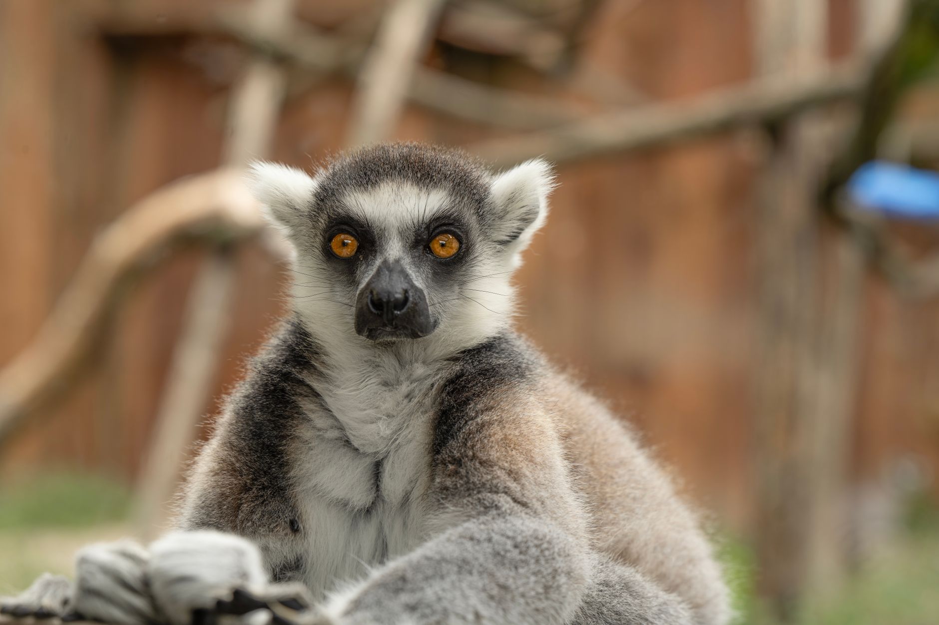 Madagascar, Madagascar