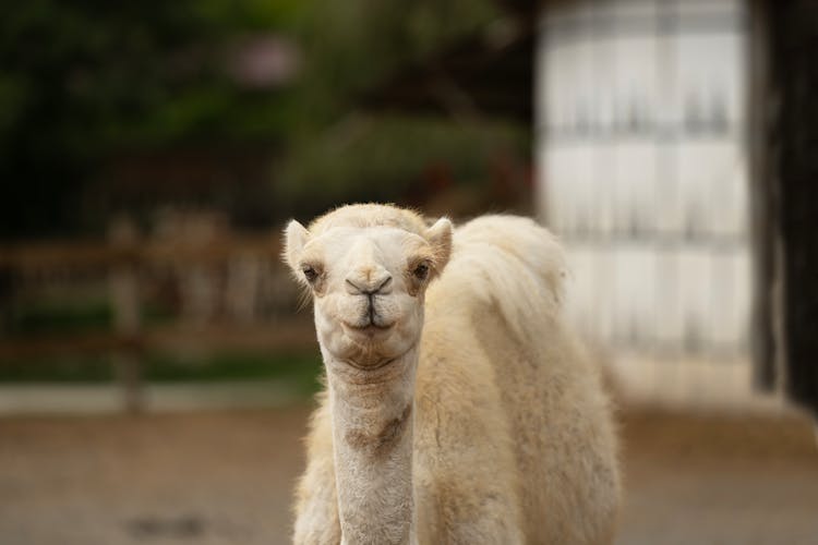 Albiono Dromedary In The Pen