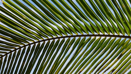 Close-up of a Palm Leaf 