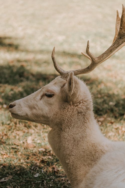 Portrait of Buck with Antlers