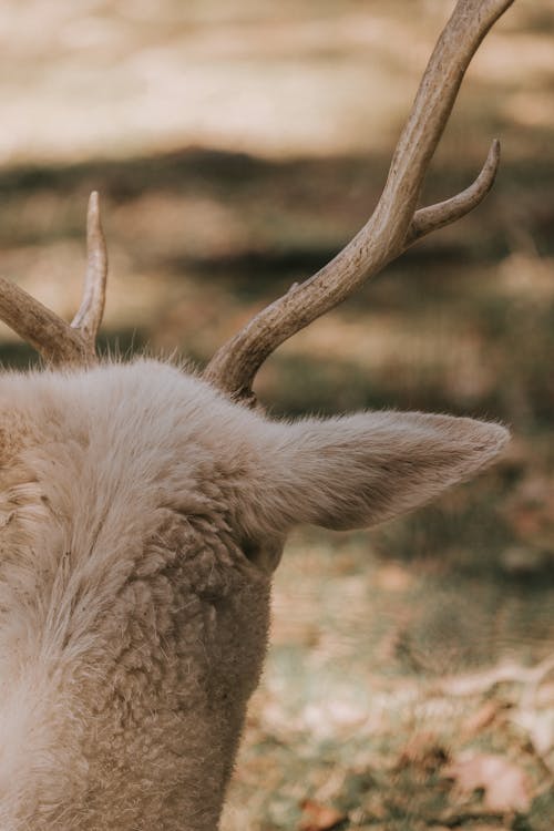 Kostnadsfri bild av bock, djurfotografi, horn