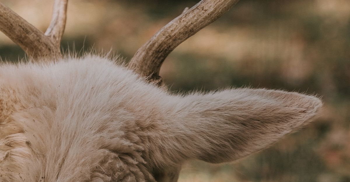 Back View of Buck Head · Free Stock Photo