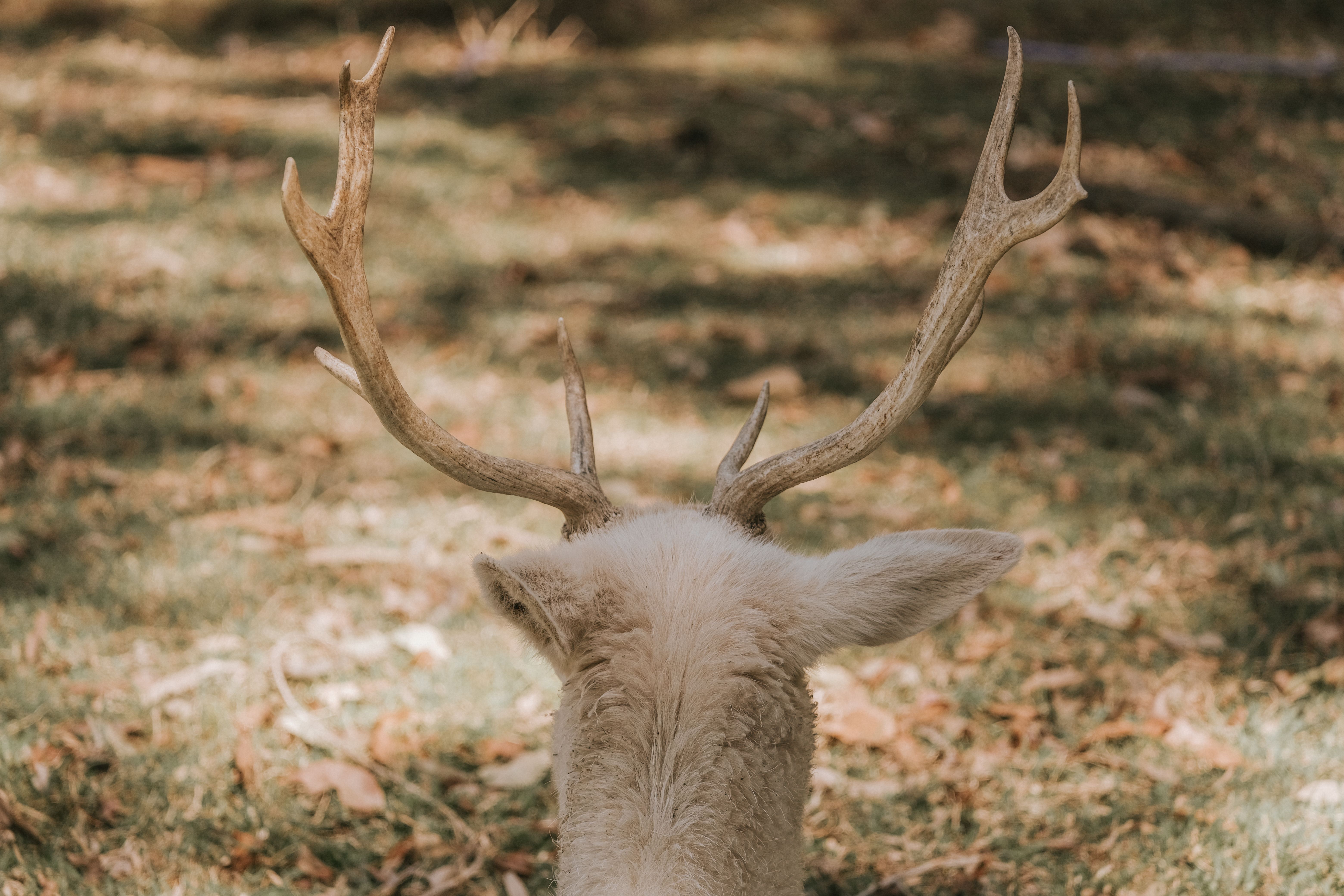 A deer with antlers standing in the grass · Free Stock Photo