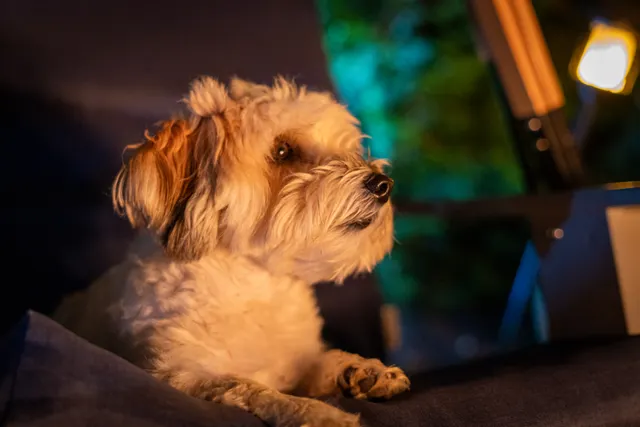 A dog looking up at its owner.