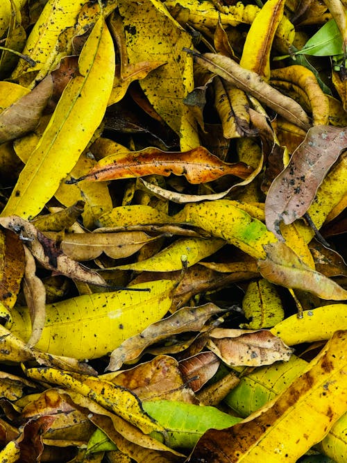 가을, 나뭇잎, 수직 쐈어의 무료 스톡 사진