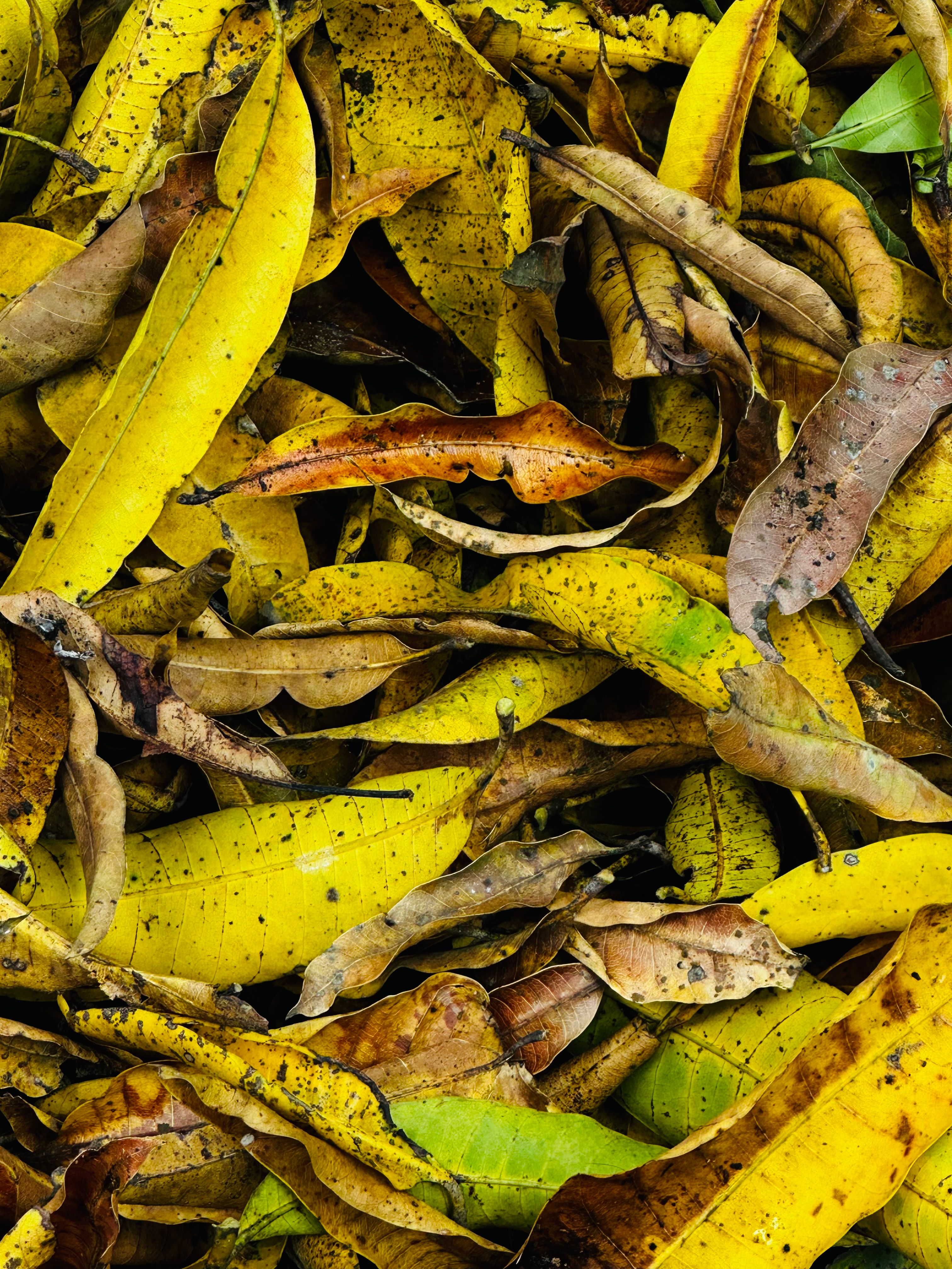 Close-up of Yellow Autumn Leaves on the Ground · Free Stock Photo