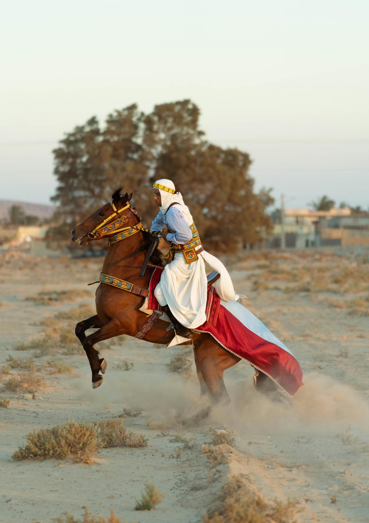 Arabic Horse And Ridar Photos, Download The BEST Free Arabic Horse And ...