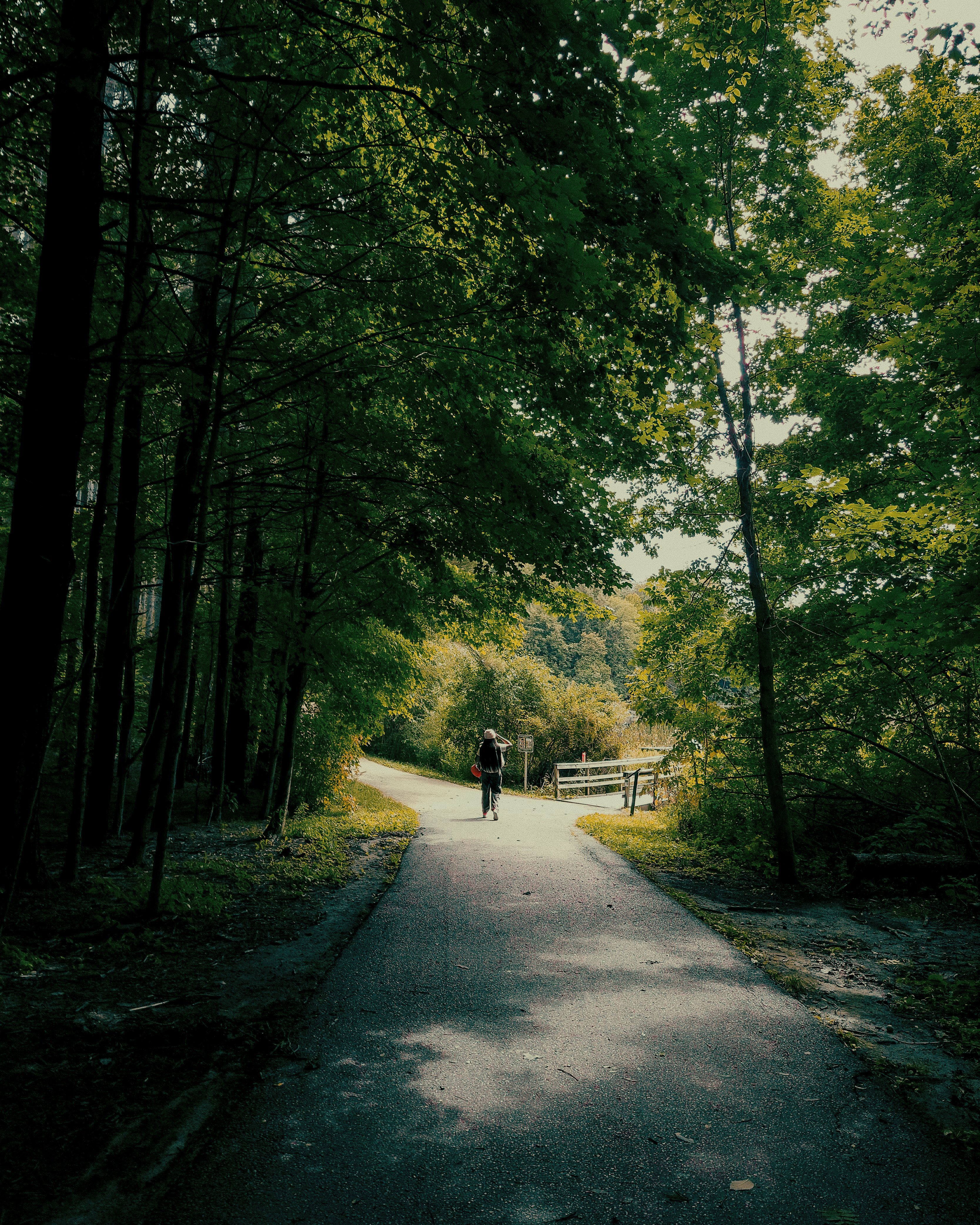 A Person Walking on a Road between Trees · Free Stock Photo