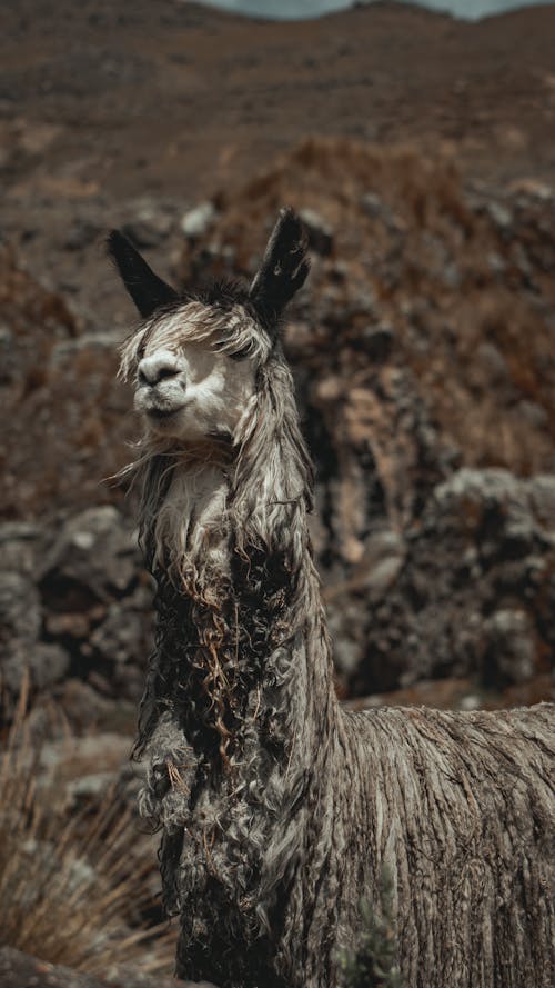 A Llama with Dirty Fur on a Field 