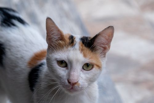Free Close-up of a cute calico cat with green eyes, capturing its friendly and curious expression. Stock Photo