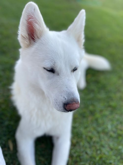 Free stock photo of 4k, siberian husky, white dog