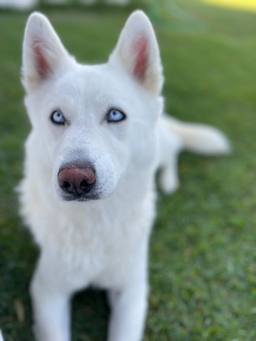 Free stock photo of siberian husky